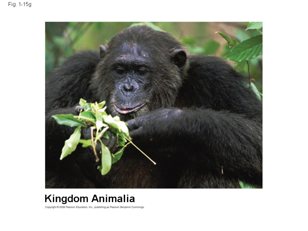 Fig. 1-15g Kingdom Animalia